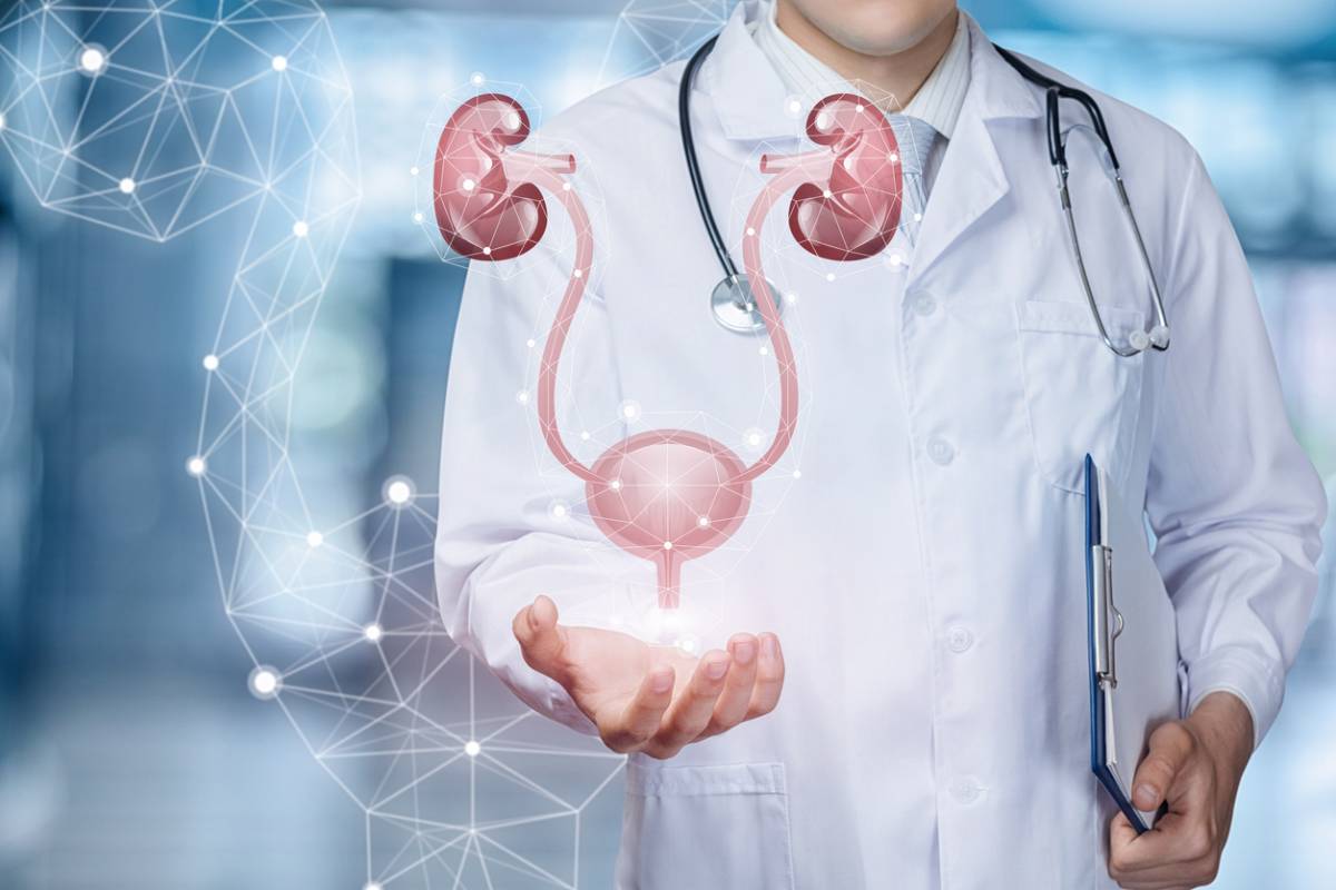 Kidney stock image